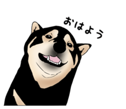 Black shiba inu loose Sticker sticker #11621969