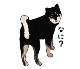 Black shiba inu loose Sticker sticker #11621973