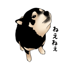 Black shiba inu loose Sticker sticker #11621975
