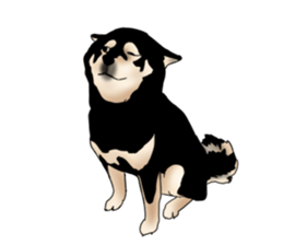 Black shiba inu loose Sticker sticker #11621981