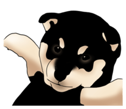 Black shiba inu loose Sticker sticker #11621985