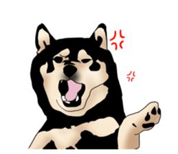 Black shiba inu loose Sticker sticker #11621988
