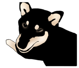 Black shiba inu loose Sticker sticker #11621990