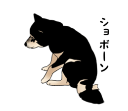 Black shiba inu loose Sticker sticker #11621997