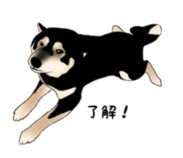Black shiba inu loose Sticker sticker #11622003
