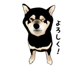 Black shiba inu loose Sticker sticker #11622004