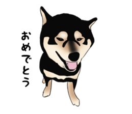 Black shiba inu loose Sticker sticker #11622007