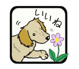Pretty miniature dachshund. sticker #11637344