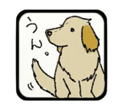 Pretty miniature dachshund. sticker #11637345
