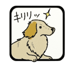 Pretty miniature dachshund. sticker #11637351