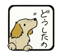 Pretty miniature dachshund. sticker #11637360