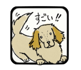 Pretty miniature dachshund. sticker #11637363