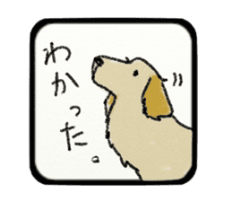 Pretty miniature dachshund. sticker #11637367