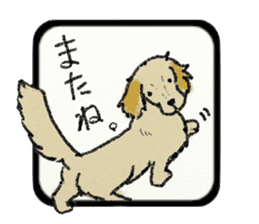 Pretty miniature dachshund. sticker #11637368