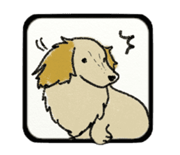 Pretty miniature dachshund. sticker #11637375
