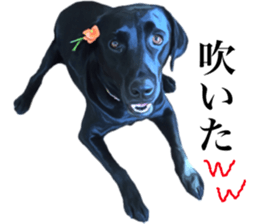 Black Labrador sticker #11640505