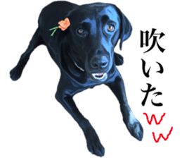 Black Labrador sticker #11640505