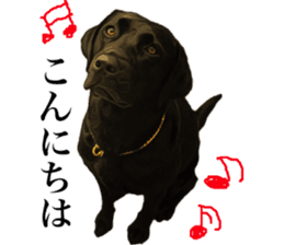 Black Labrador sticker #11640507