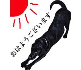 Black Labrador sticker #11640508