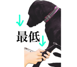 Black Labrador sticker #11640510