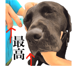 Black Labrador sticker #11640511