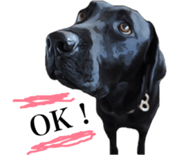 Black Labrador sticker #11640513