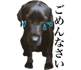 Black Labrador sticker #11640514