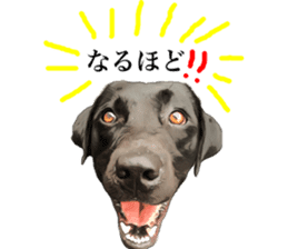 Black Labrador sticker #11640517