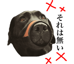 Black Labrador sticker #11640519