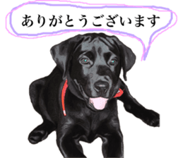 Black Labrador sticker #11640521