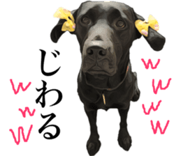 Black Labrador sticker #11640524