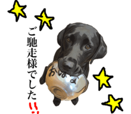 Black Labrador sticker #11640534