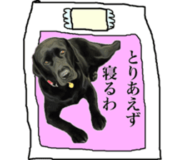 Black Labrador sticker #11640537