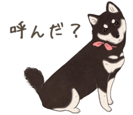 Black Mame Shiba . part2 sticker #11642624