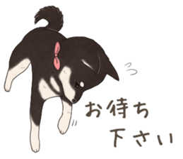 Black Mame Shiba . part2 sticker #11642630