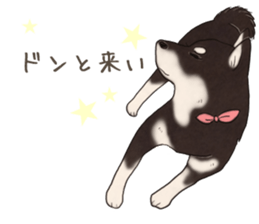 Black Mame Shiba . part2 sticker #11642638