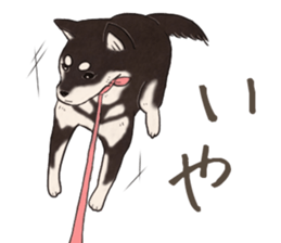 Black Mame Shiba . part2 sticker #11642645