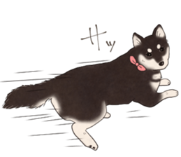 Black Mame Shiba . part2 sticker #11642648