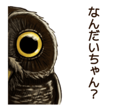 DAICHAN of the Owl sticker #11647891