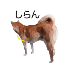 Sticker Shibainu(vol7) sticker #11661075