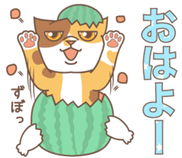 sorry , I'm a cat5 - summer - sticker #11673224