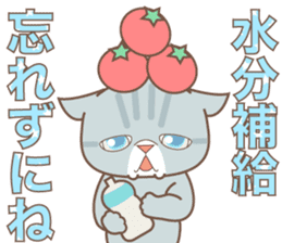 sorry , I'm a cat5 - summer - sticker #11673244