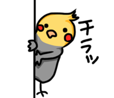 cockatiel named Konatsu sticker #11682919