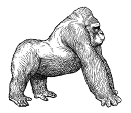 Gorilla gorilla gorilla 0 sticker #11728605