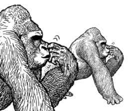 Gorilla gorilla gorilla 0 sticker #11728606
