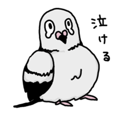 pigeon sticker2 sticker #11735869