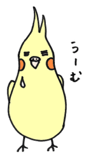 my cockatiel sticker #11744777