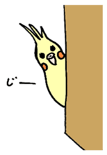 my cockatiel sticker #11744779