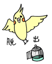 my cockatiel sticker #11744782