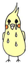 my cockatiel sticker #11744790